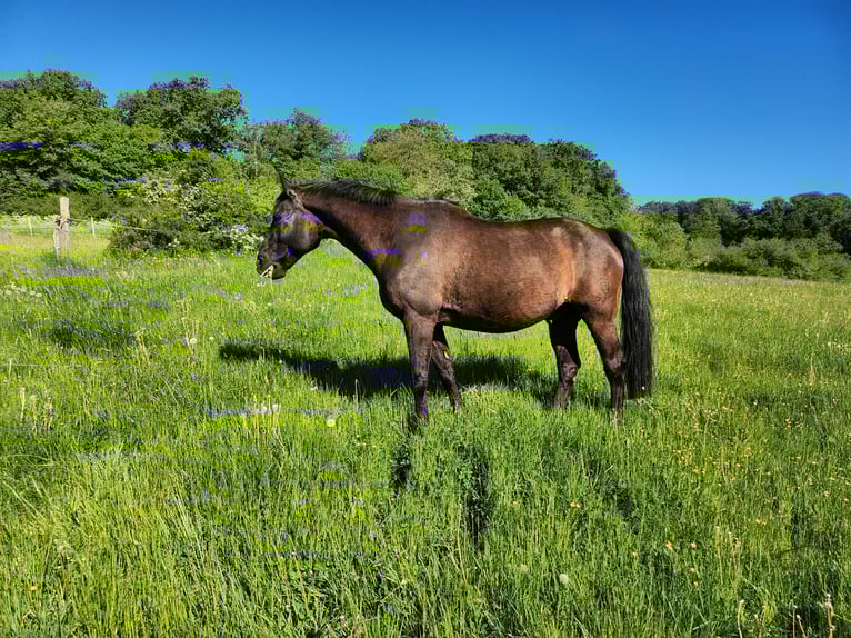 Bavarian Warmblood Gelding 20 years 16,1 hh Black in Dillenburg