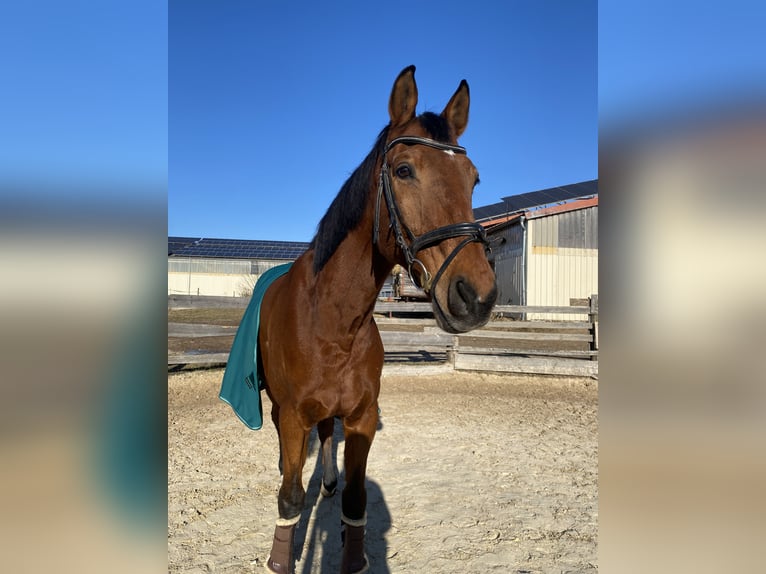 Bavarian Warmblood Gelding 20 years Brown in Gunzenhausen