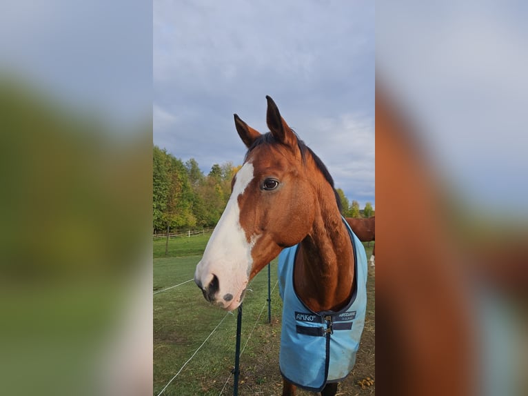 Bavarian Warmblood Gelding 21 years 16,2 hh Brown in Öhringen