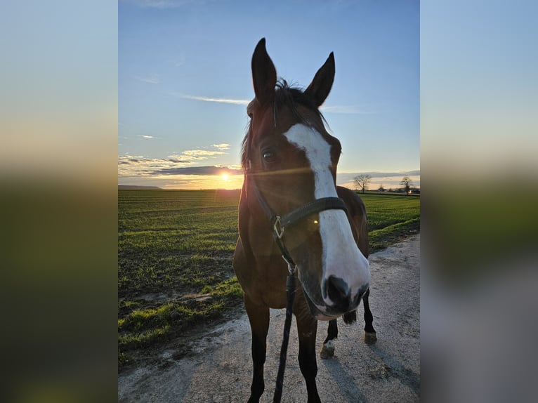 Bavarian Warmblood Gelding 21 years 16,2 hh Brown in Öhringen