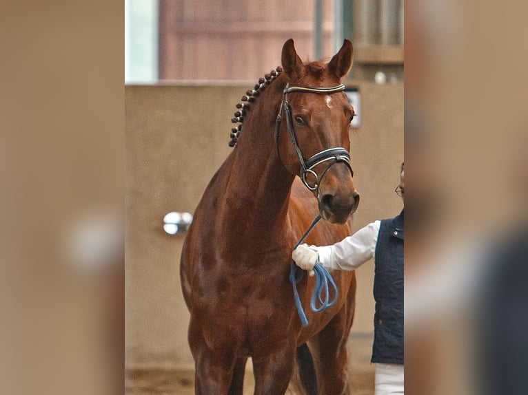 Bavarian Warmblood Gelding 21 years Chestnut-Red in Burgthann