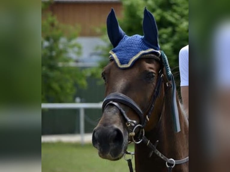 Bavarian Warmblood Gelding 21 years Chestnut-Red in Burgthann