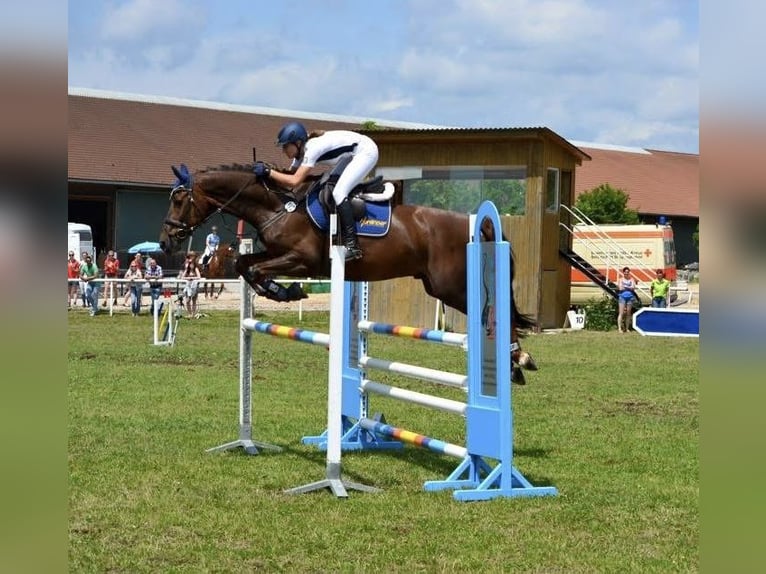 Bavarian Warmblood Gelding 21 years Chestnut-Red in Burgthann