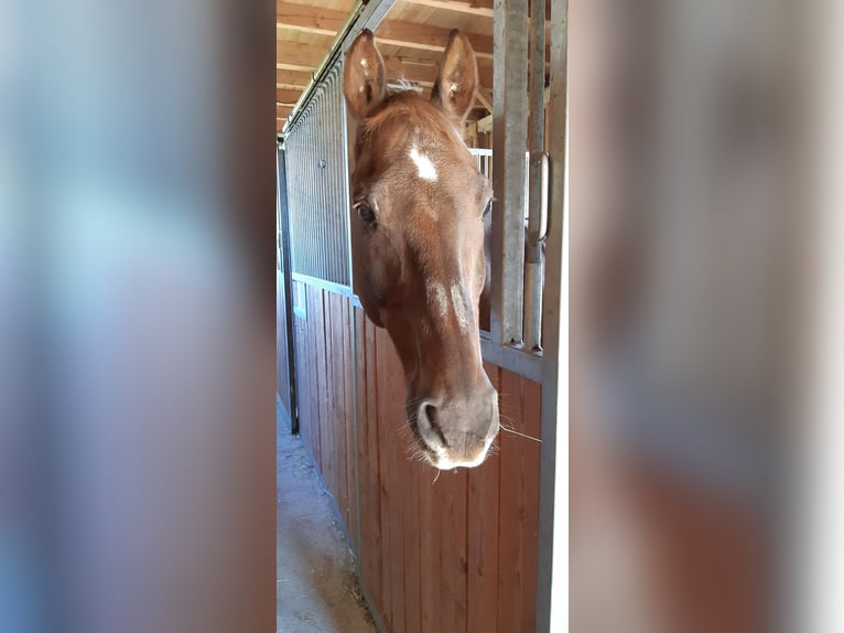 Bavarian Warmblood Gelding 22 years 16,1 hh Chestnut in Kemnath