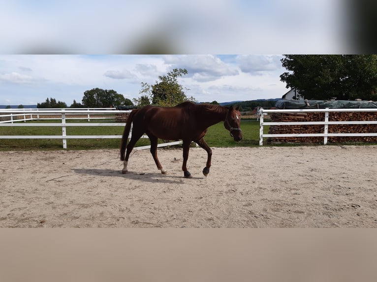 Bavarian Warmblood Gelding 22 years 16,1 hh Chestnut in Kemnath
