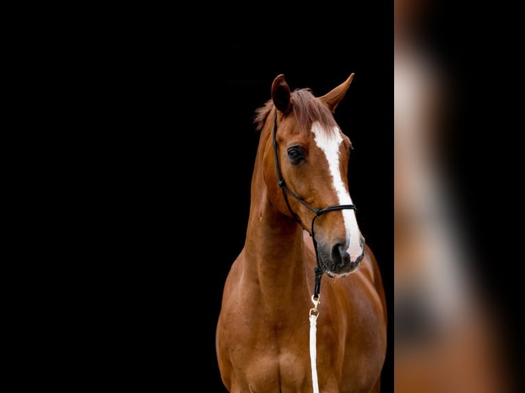 Bavarian Warmblood Gelding 24 years 16,2 hh Chestnut in Glonn