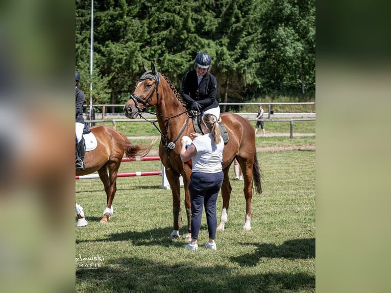 Bavarian Warmblood Gelding 24 years Chestnut-Red in Burgthann