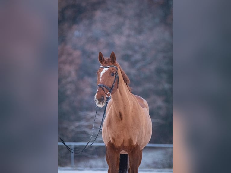 Bavarian Warmblood Gelding 24 years Chestnut-Red in Burgthann