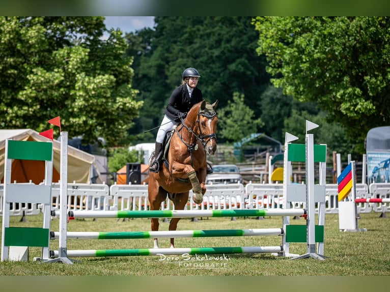 Bavarian Warmblood Gelding 24 years Chestnut-Red in Burgthann