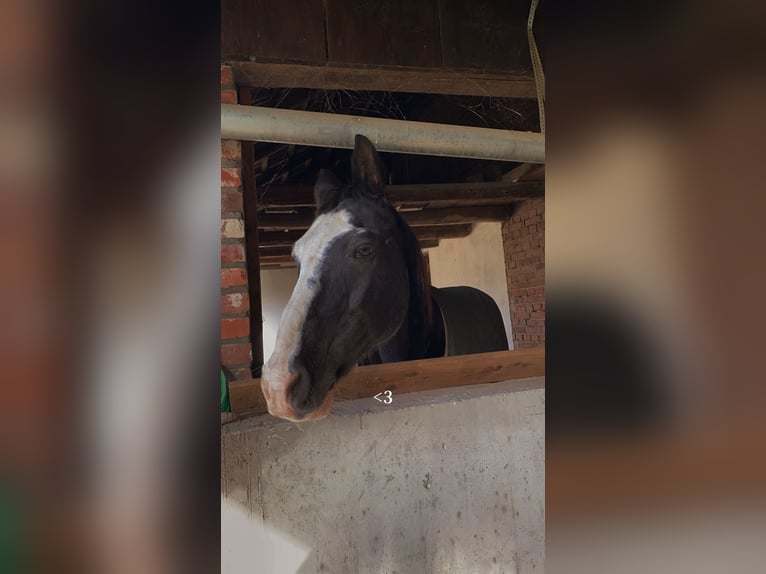 Bavarian Warmblood Mix Gelding 25 years 15,2 hh Smoky-Black in Erwitte