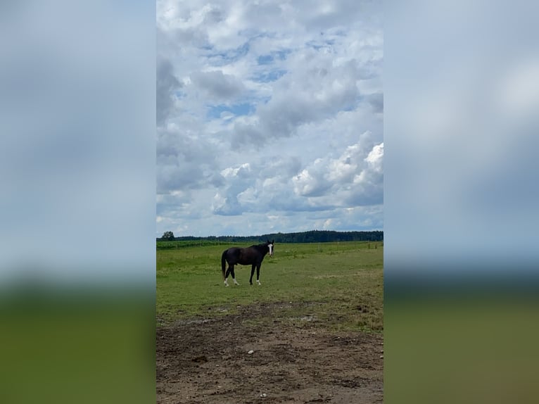 Bavarian Warmblood Mix Gelding 25 years 15,2 hh Smoky-Black in Erwitte