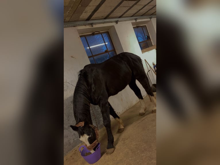 Bavarian Warmblood Mix Gelding 25 years 15,2 hh Smoky-Black in Erwitte