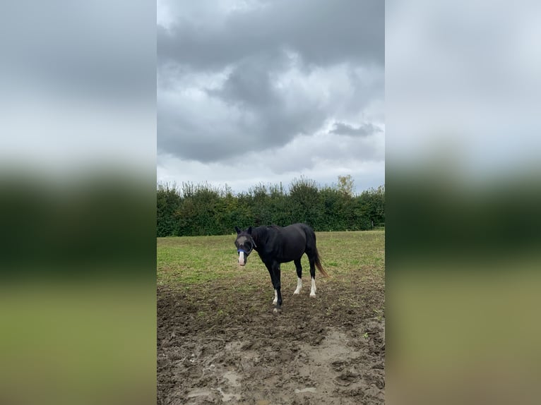 Bavarian Warmblood Mix Gelding 25 years 15,2 hh Smoky-Black in Erwitte