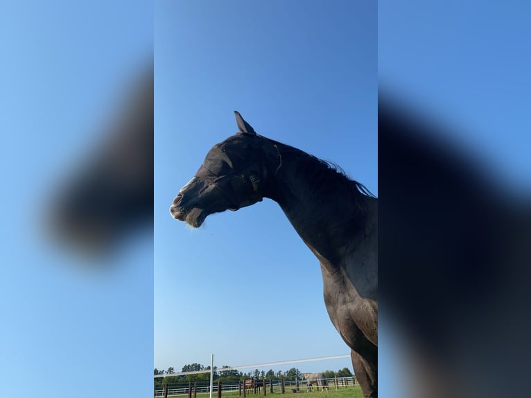 Bavarian Warmblood Mix Gelding 25 years 15,2 hh Smoky-Black in Erwitte