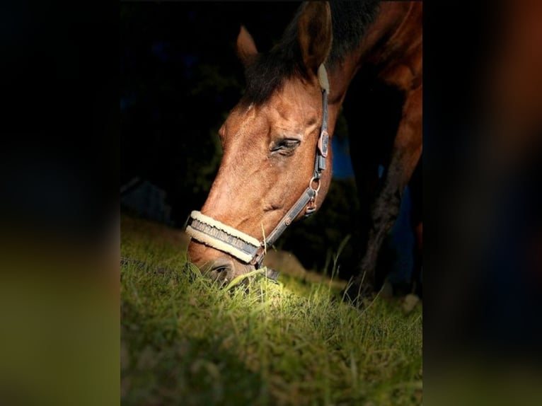 Bavarian Warmblood Gelding 25 years 16,2 hh Brown in Ohmden