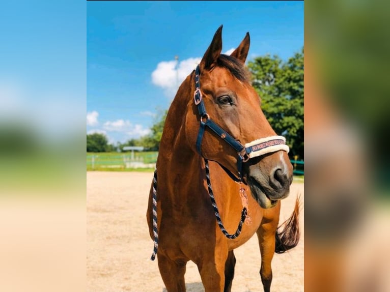 Bavarian Warmblood Gelding 25 years 16,2 hh Brown in Ohmden