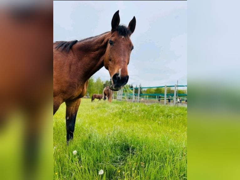 Bavarian Warmblood Gelding 25 years 16,2 hh Brown in Ohmden