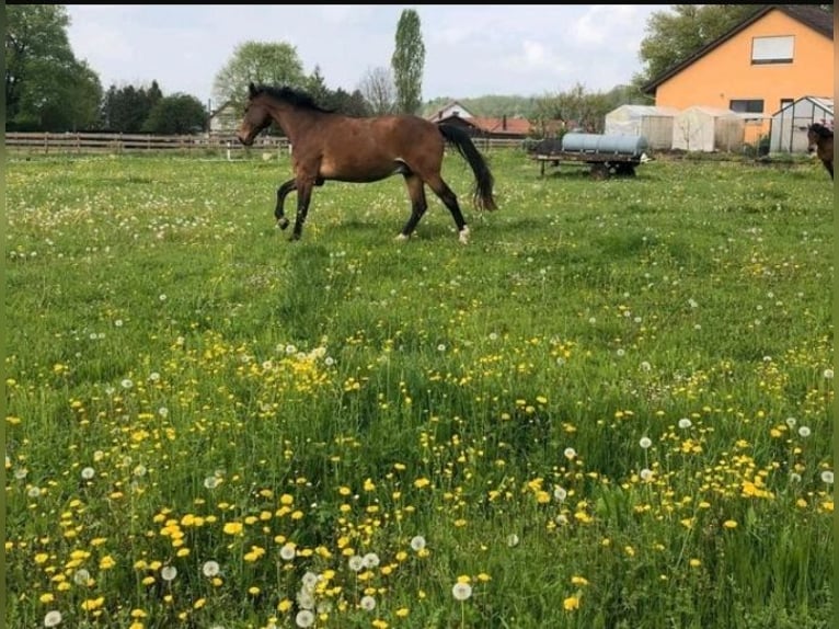 Bavarian Warmblood Gelding 25 years 16,2 hh Brown in Ohmden