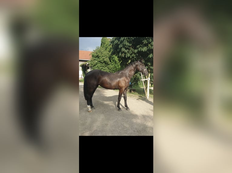 Bavarian Warmblood Gelding 2 years 16 hh  in Laufen