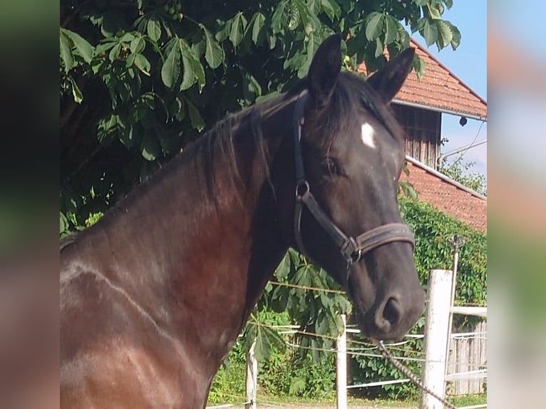 Bavarian Warmblood Gelding 2 years 16 hh  in Laufen