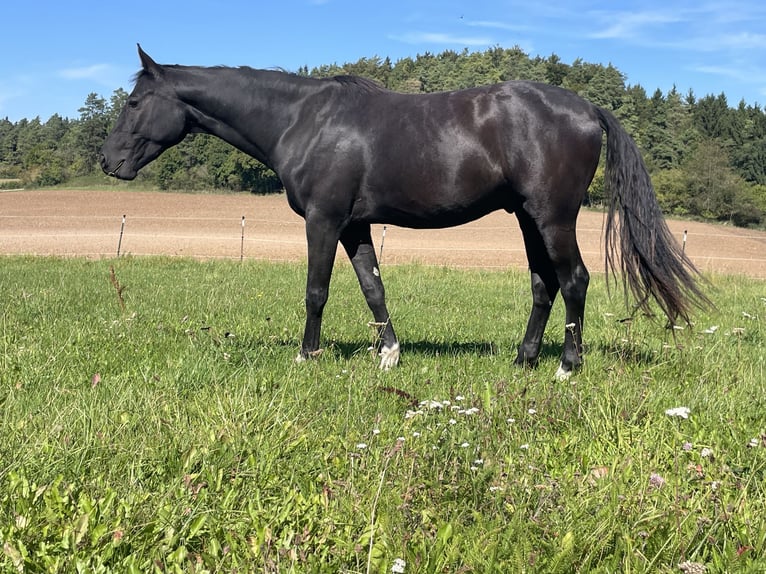 Bavarian Warmblood Gelding 2 years 16,1 hh Smoky-Black in Alfeld