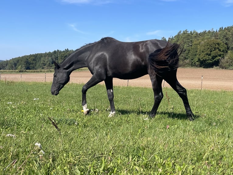 Bavarian Warmblood Gelding 2 years 16,1 hh Smoky-Black in Alfeld