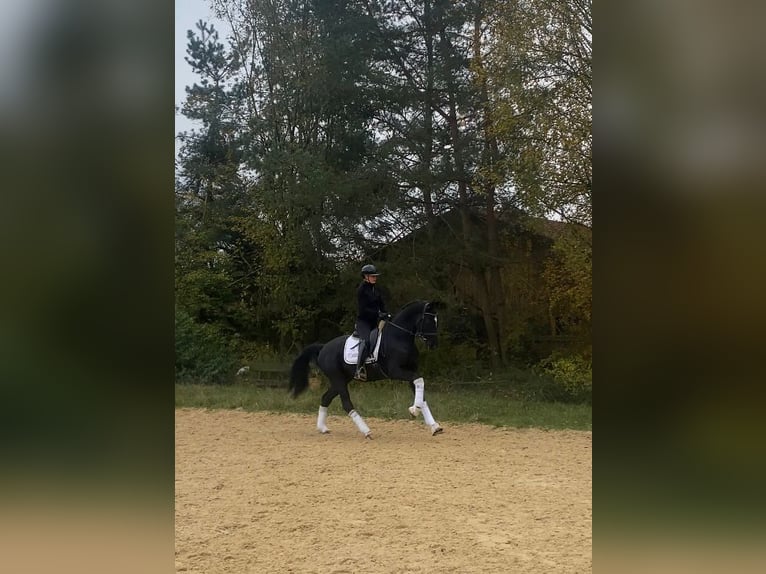 Bavarian Warmblood Gelding 3 years 16 hh Black in Mainburg