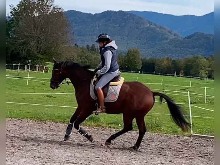 Bavarian Warmblood Gelding 4 years 16,1 hh Brown in Raubling