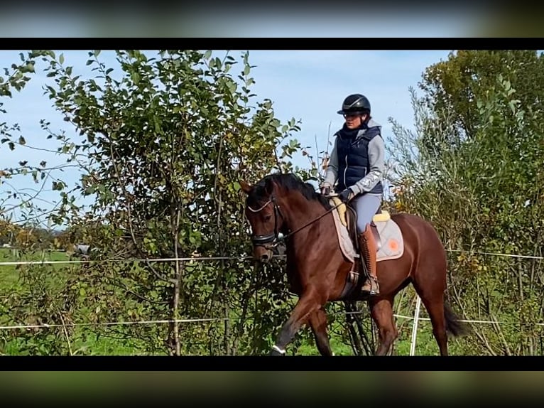 Bavarian Warmblood Gelding 4 years 16,1 hh Brown in Raubling