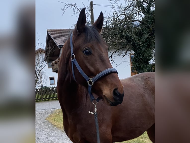 Bavarian Warmblood Gelding 4 years 16,1 hh Brown in Raubling