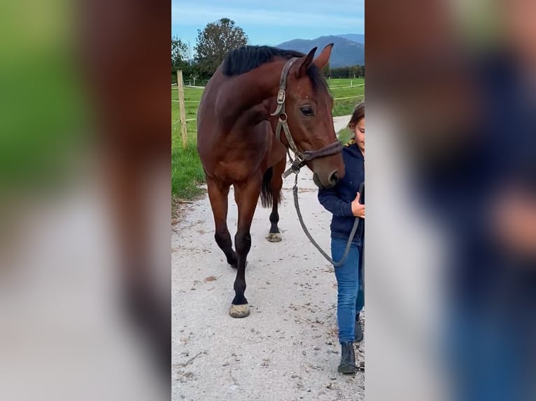 Bavarian Warmblood Gelding 4 years 16,1 hh Brown in Raubling