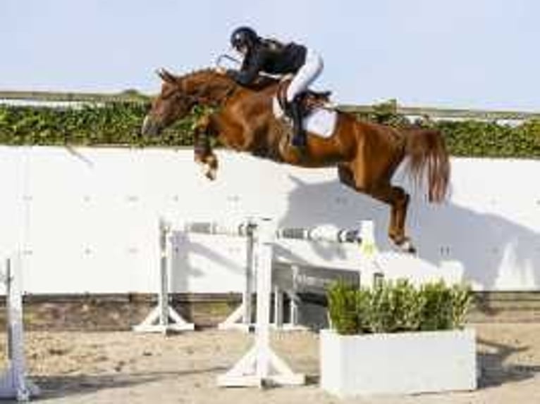 Bavarian Warmblood Gelding 4 years 16,2 hh Chestnut-Red in Waddinxveen