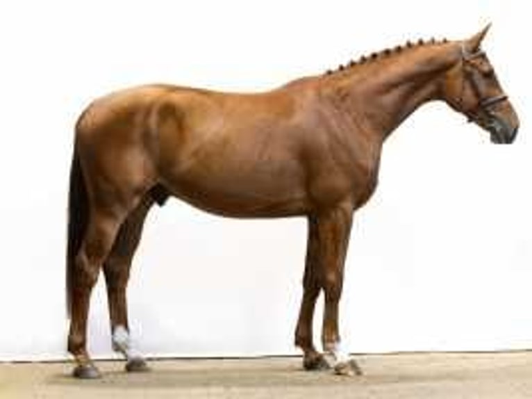 Bavarian Warmblood Gelding 4 years 16,2 hh Chestnut-Red in Waddinxveen