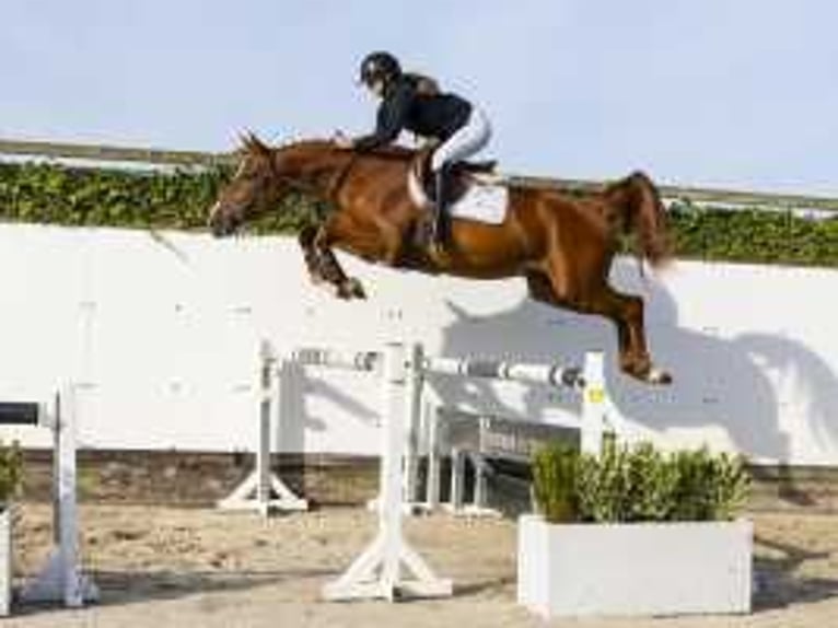 Bavarian Warmblood Gelding 4 years 16,2 hh Chestnut-Red in Waddinxveen