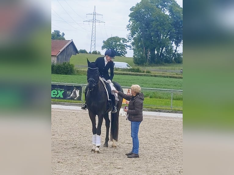 Bavarian Warmblood Gelding 4 years 16,2 hh Smoky-Black in Langerringen