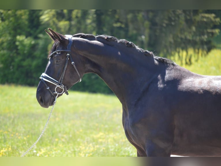 Bavarian Warmblood Gelding 4 years 16,2 hh Smoky-Black in Langerringen