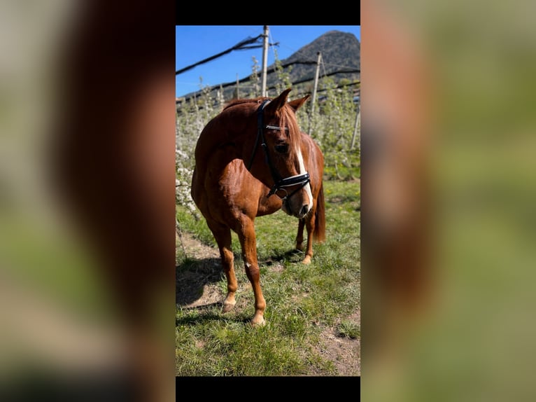 Bavarian Warmblood Gelding 4 years 16 hh Chestnut-Red in Schenna