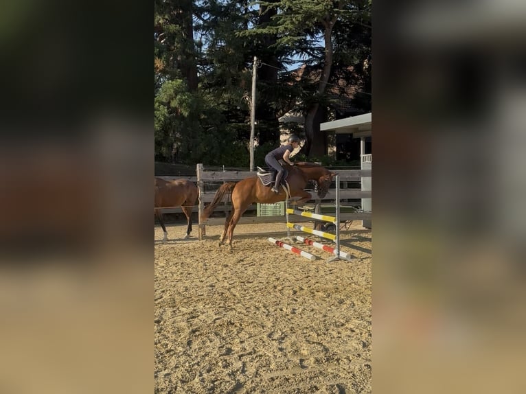 Bavarian Warmblood Gelding 4 years 16 hh Chestnut-Red in Schenna