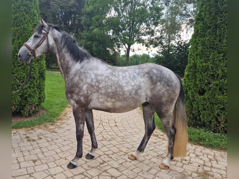 Bavarian Warmblood Gelding 4 years 16 hh Gray-Dapple in Rotthalmünster