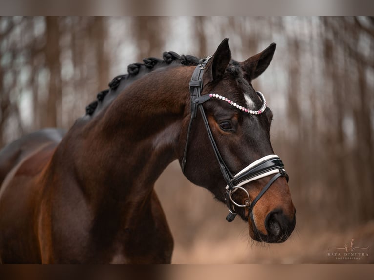 Bavarian Warmblood Gelding 4 years 17 hh Brown in Wehringen