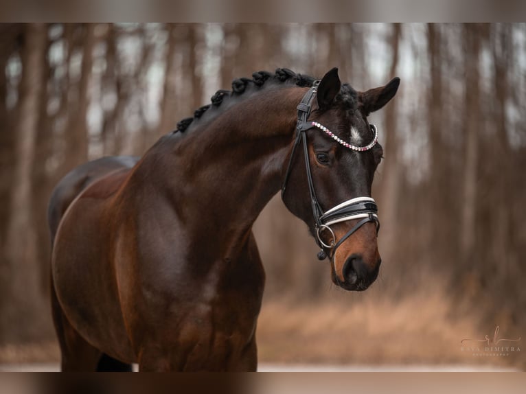 Bavarian Warmblood Gelding 4 years 17 hh Brown in Wehringen