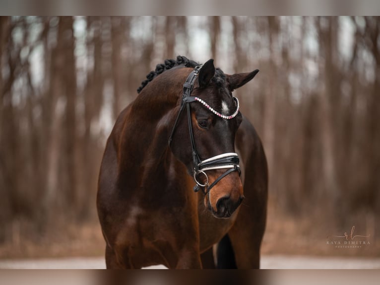 Bavarian Warmblood Gelding 4 years 17 hh Brown in Wehringen