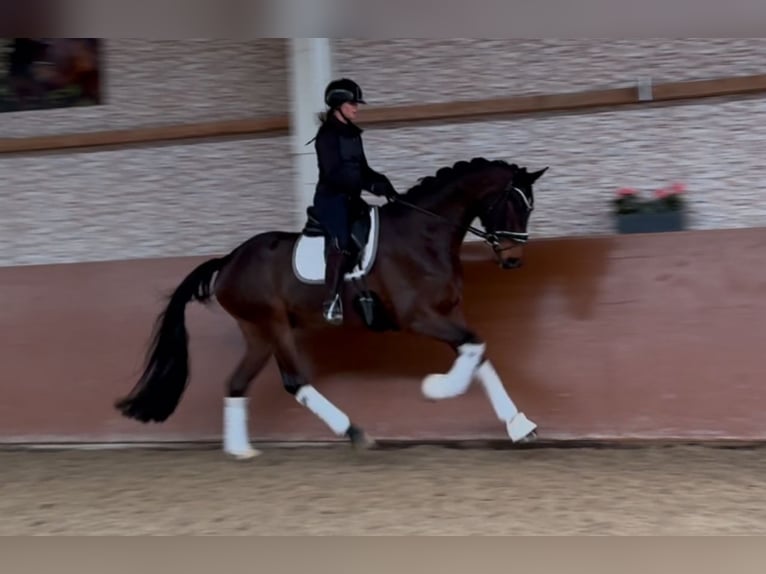 Bavarian Warmblood Gelding 4 years 17 hh Brown in Wehringen