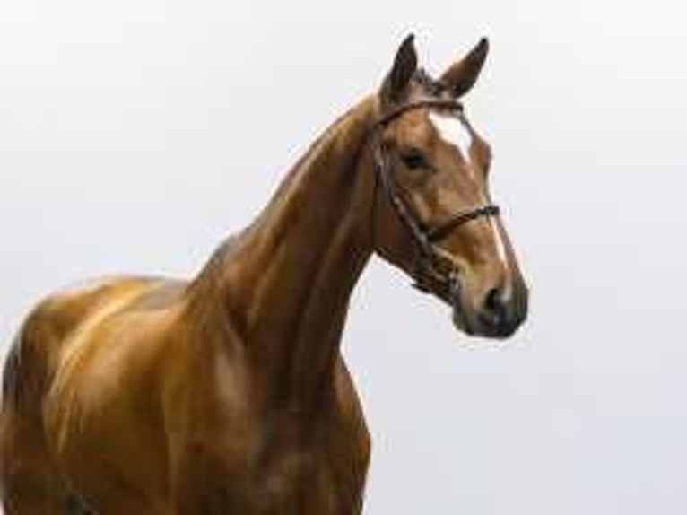 Bavarian Warmblood Gelding 4 years 17 hh Brown in Waddinxveen