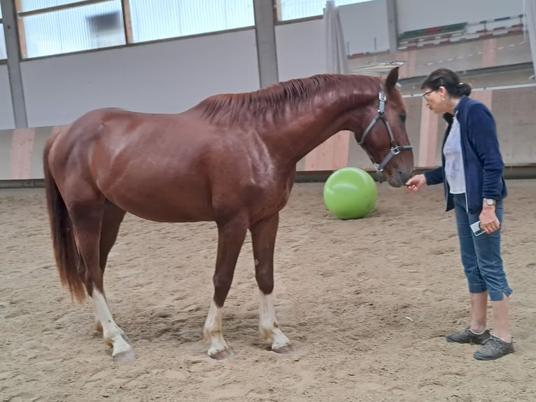 Bavarian Warmblood Gelding 4 years 17 hh Chestnut in Garching an der Alz