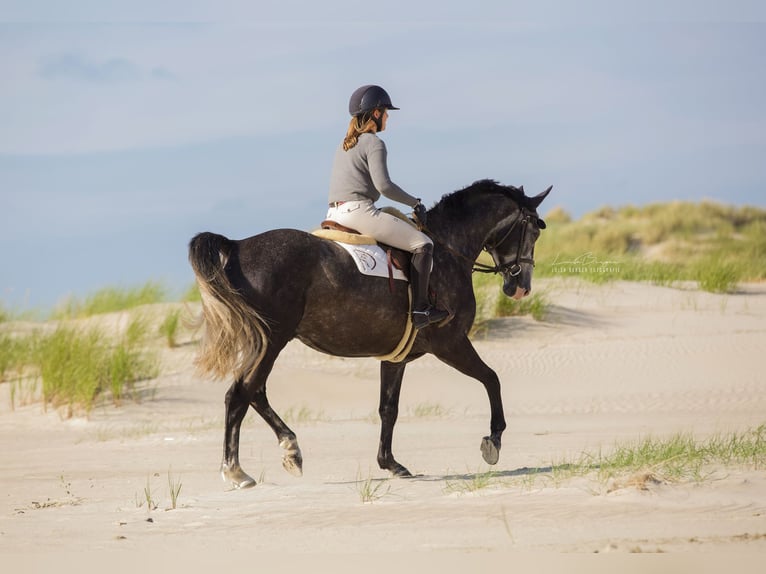 Bavarian Warmblood Gelding 5 years 15,2 hh Can be white in Rietberg