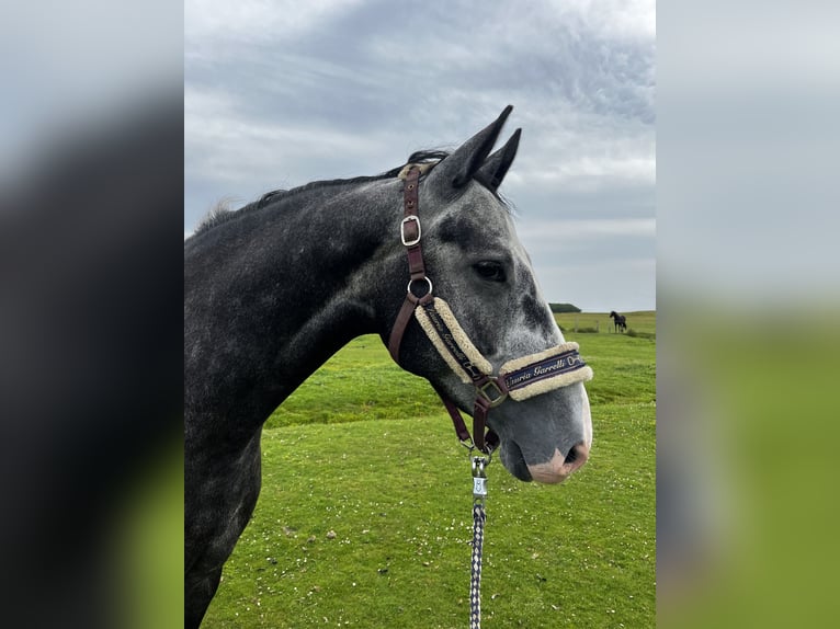 Bavarian Warmblood Gelding 5 years 15,2 hh Can be white in Rietberg