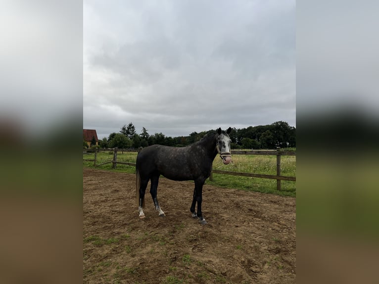 Bavarian Warmblood Gelding 5 years 15,2 hh Can be white in Rietberg