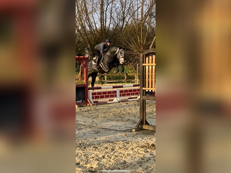 Bavarian Warmblood Gelding 5 years 15,2 hh Can be white in Rietberg