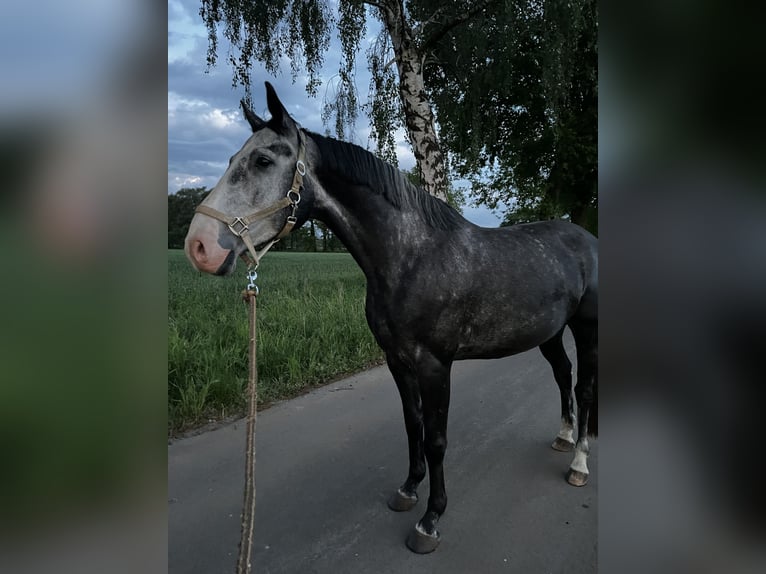 Bavarian Warmblood Gelding 5 years 15,2 hh Can be white in Rietberg